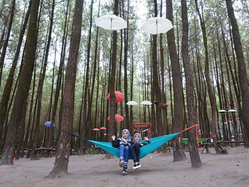 Yuk Berlibur ke Wisata Hutan Pinus Semeru, Malang!