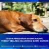CEGAH PEREDARAN DAGING ANJING, PEMKOT MALANG KELUARKAN SURAT EDARAN