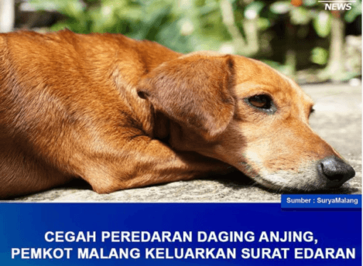 CEGAH PEREDARAN DAGING ANJING, PEMKOT MALANG KELUARKAN SURAT EDARAN
