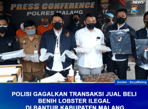 POLISI GAGALKAN TRANSAKSI BENIH LOBSTER ILEGAL DI KABUPATEN MALANG