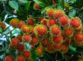 Musim Rambutan Jatuh di Bulan Apa? Ini Jadwal Panen Buahnya!