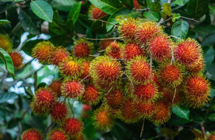 Musim Rambutan Jatuh di Bulan Apa? Ini Jadwal Panen Buahnya!