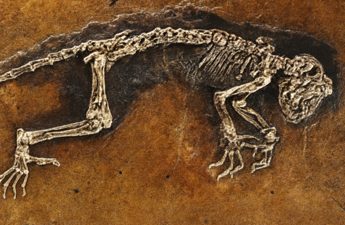 Mengungkap Jejak Purba: Rentang Hidup Dinosaurus dan Keterkaitannya dengan Sejarah Geologi Malang