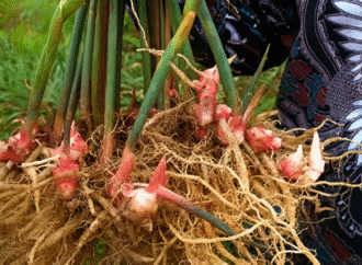 Bangga! Simak Kisah Unik Tentang Kampung Jahe Merah di Malang