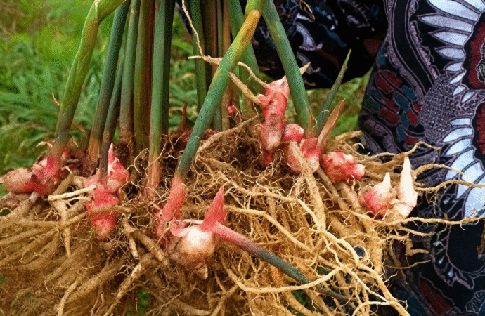 Bangga! Simak Kisah Unik Tentang Kampung Jahe Merah di Malang